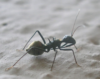 Predatory true-bug that looks very much like a black ant.