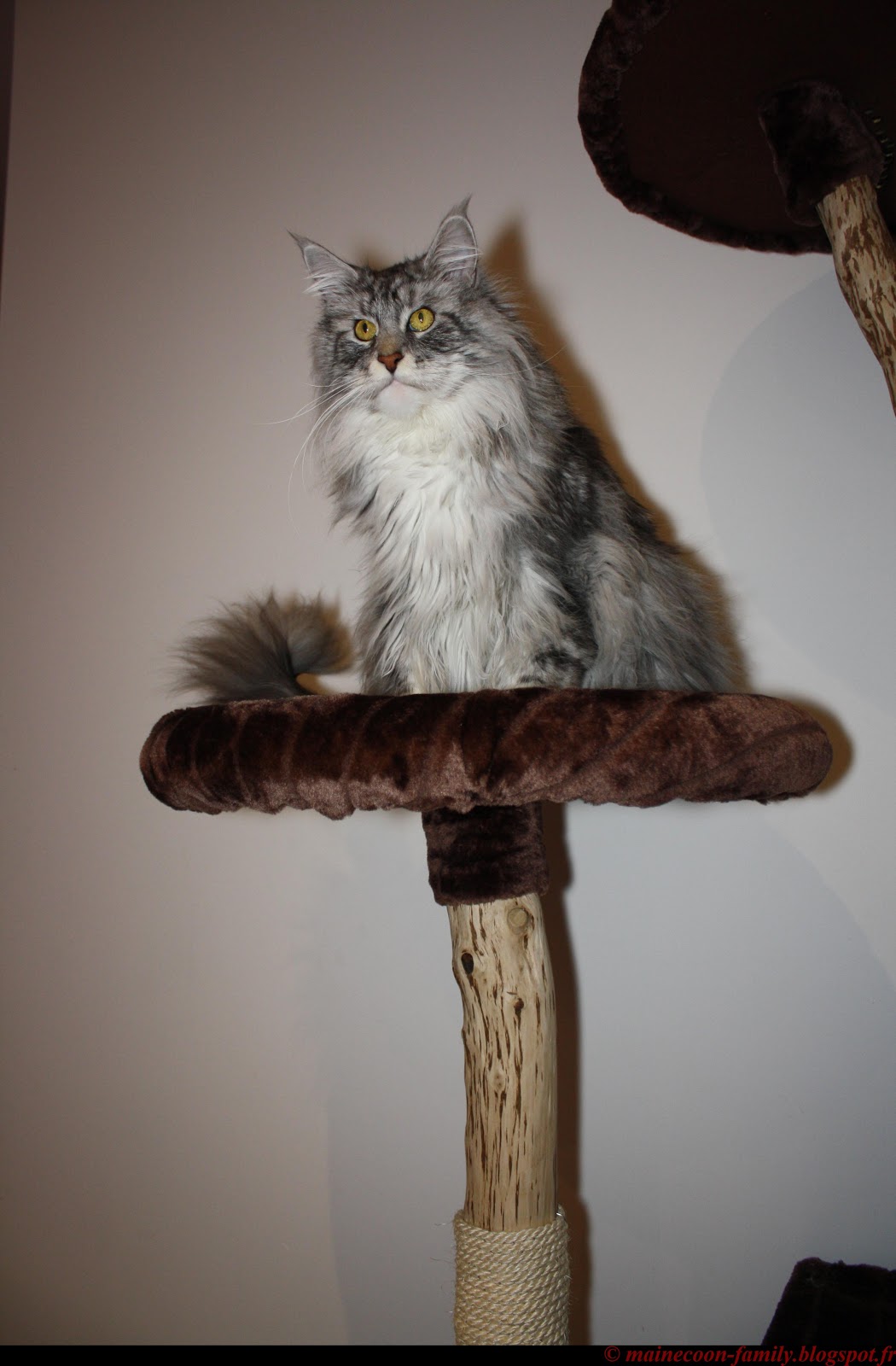 Vends arbre à chat en bois naturel