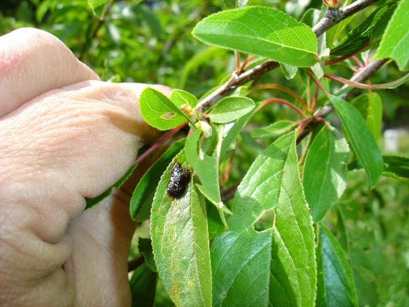 MOVING ON TO THE PAST I'm Plum Fed Up with the Poopers!