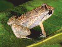 http://sciencythoughts.blogspot.co.uk/2015/11/eleutherodactylus-beguei-new-species-of.html