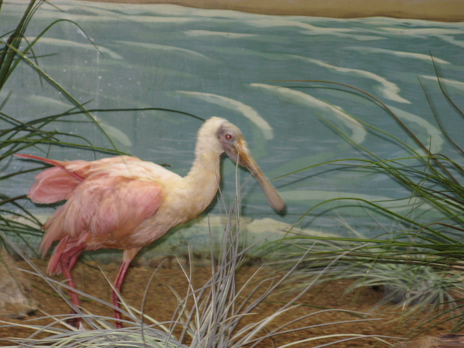 On to Texas Birds of Corpus Christi