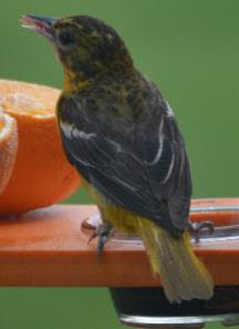 Oriole (Photo by Trisha F)