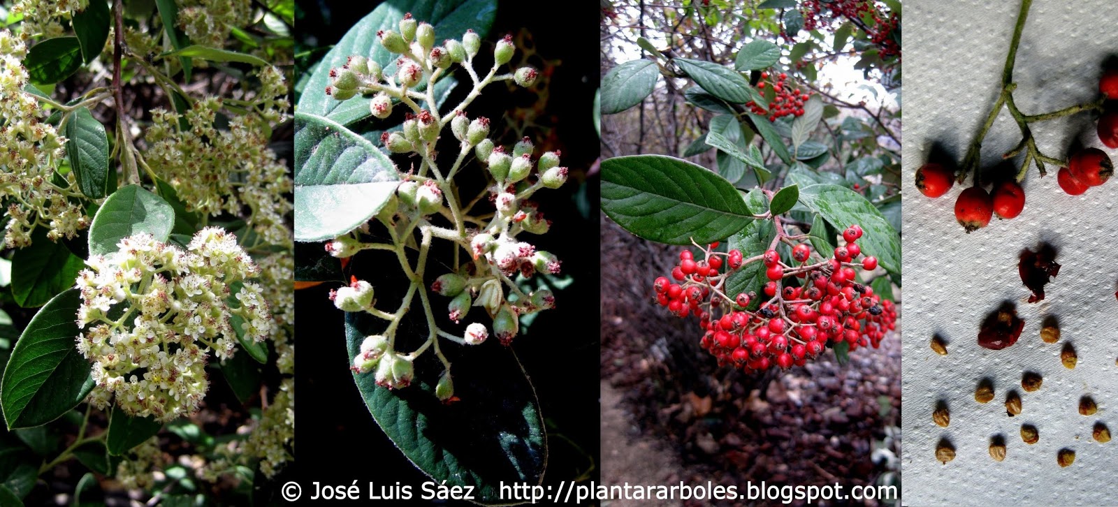 Mariette S Back To Basics Cotoneaster Lacteus Colorful Berries