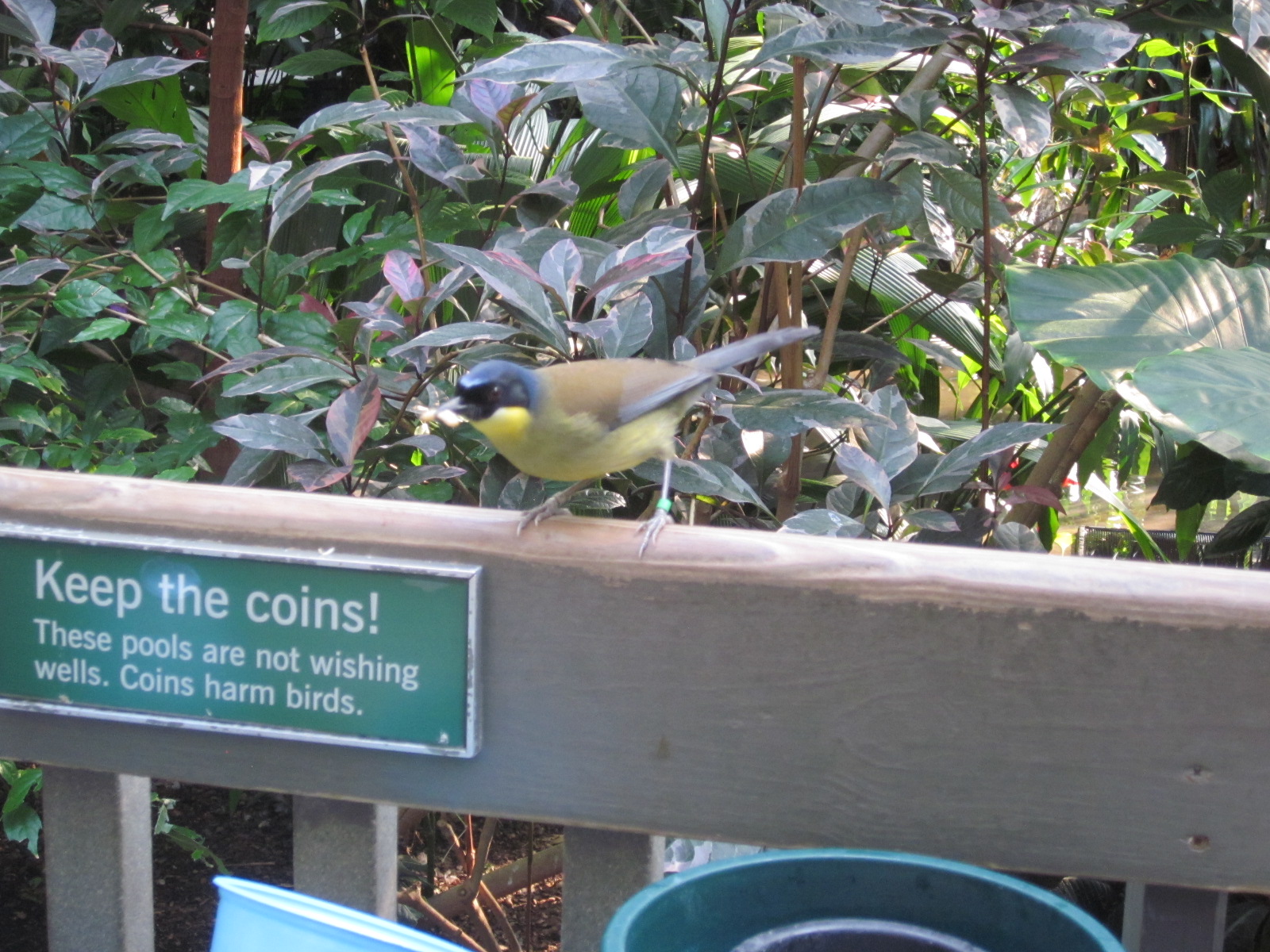 Travel NC With Kids North Carolina Zoo Aviary So Much Beauty Under