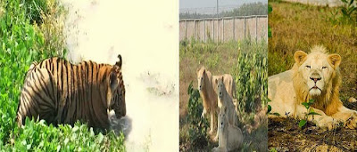 Images of Bangabandhu Safari Park Images of Bangabandhu Safari Park