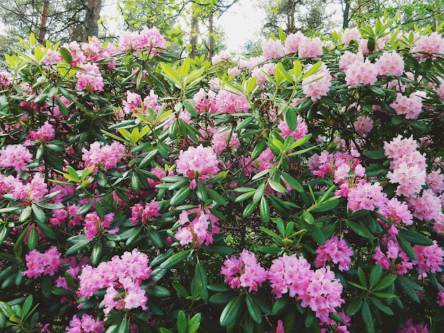 Haagan upea Alppiruusupuisto