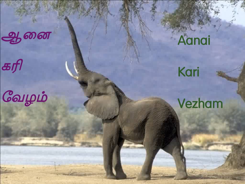 Learn Tamil தமிழ் கற்றுக் கொள்ளுங்கள் Elephant [Yaanai]