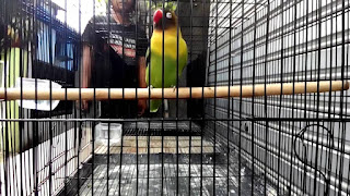 Mengumbar Melatih Anakan Lovebird Ngekek Panjang Mengumbar Melatih Anakan Lovebird Ngekek Panjang