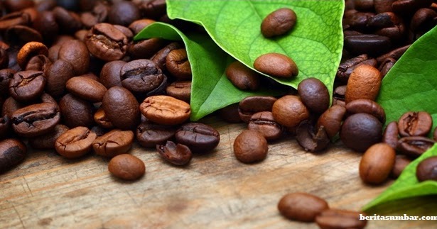 Kopi Situjuah Payakumbuh, Termasuk Salah Satu Jenis Kopi Eksport