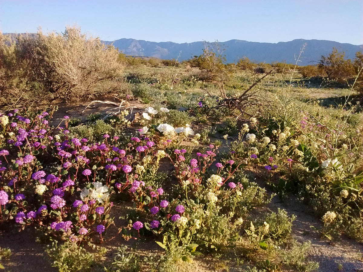 "Super bloom"Wildflowers of AnzaBorrego Desert Greg in San Diego
