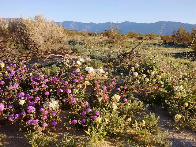 Wildflowers at Old Springs Road, Borrego Springs, California. March 12, 2017. Greg Gillson. Wildflowers at Old Springs Road, Borrego Springs, California. March 12, 2017. Greg Gillson.