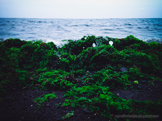 Seawater Splash And Sea Moss Plants Stranded By The Beach At Umeanyar Village, North Bali, Indonesia