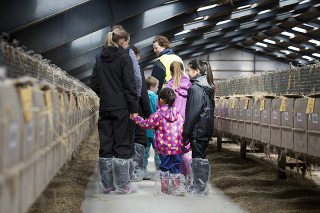 Open Farm στη Δανία: Οικογένειες επισκέφθηκαν τις φάρμες βιζόν