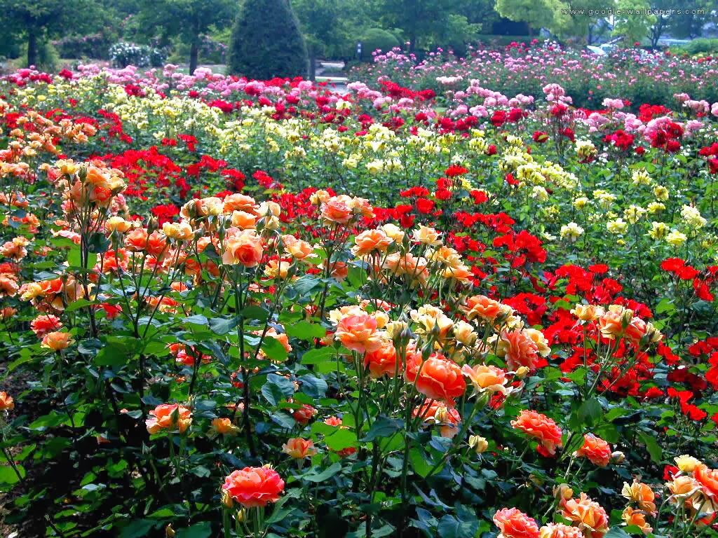 Rose Garden Wallpapers Wallpaper Gallery Sweet And Colorful Rose Garden High Resolution Pictures Are Ready Here To Check Red Pink Blue Yellow Color Wallpapers Of For Free
