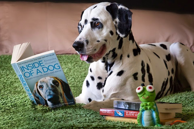 Dalmatian Dog Reading a Book About Dogs Dalmatian Dog Reading a Book About Dogs
