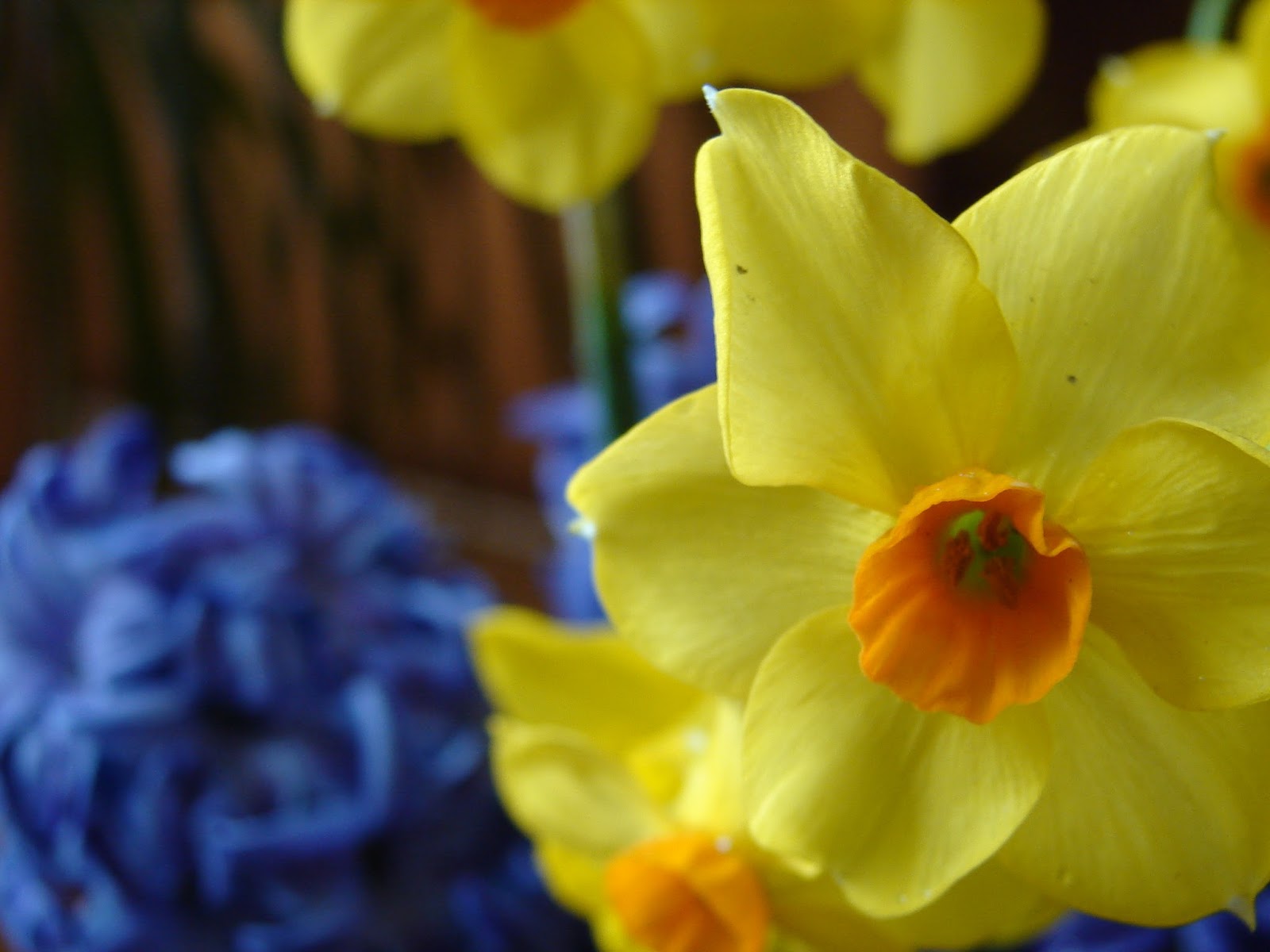New Utah Gardener Spring Bulbs Perfect Flowers For Cutting!