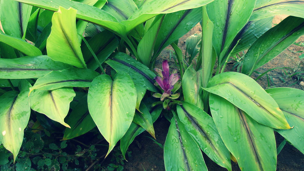 Tanaman Kunyit, Herba Abadi Seribu Manfaat Kesehatan