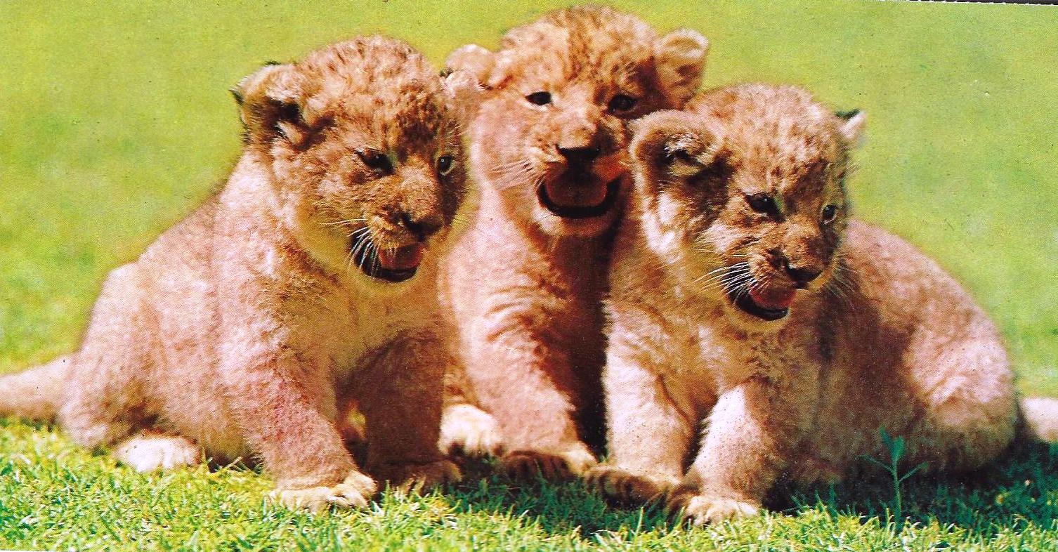 Животное 39. Масса самых крупных новорожденных детенышей диких животных Льва. Дикие детеныши видео