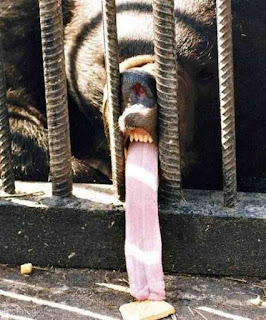 Bear reaches for a snack Bear reaches for a snack