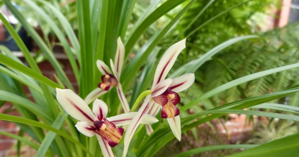 蘭花的故事Cymbidium dayanum 鳳蘭6月 07, 2015台灣原生種 , Cymbidium 蕙蘭屬0 篇回應