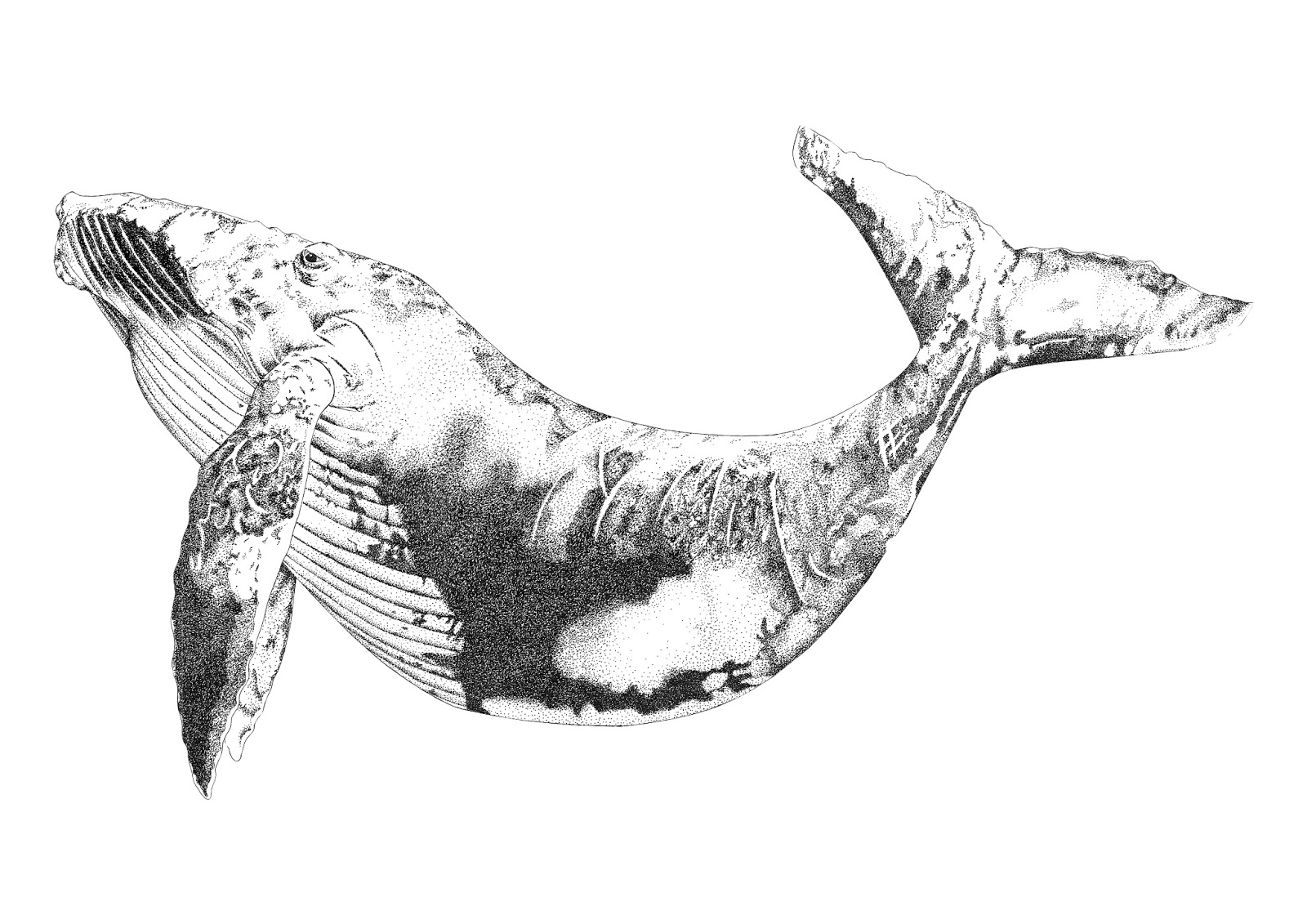 Лось кит. Кит рисунок. Тату кит. Кит набросок. Стилизованное изображение кита.