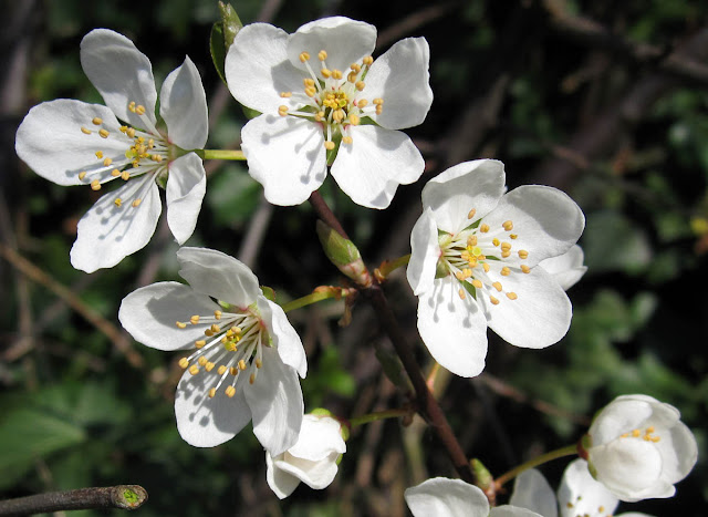 Blackthorn in Hayes | Naturally