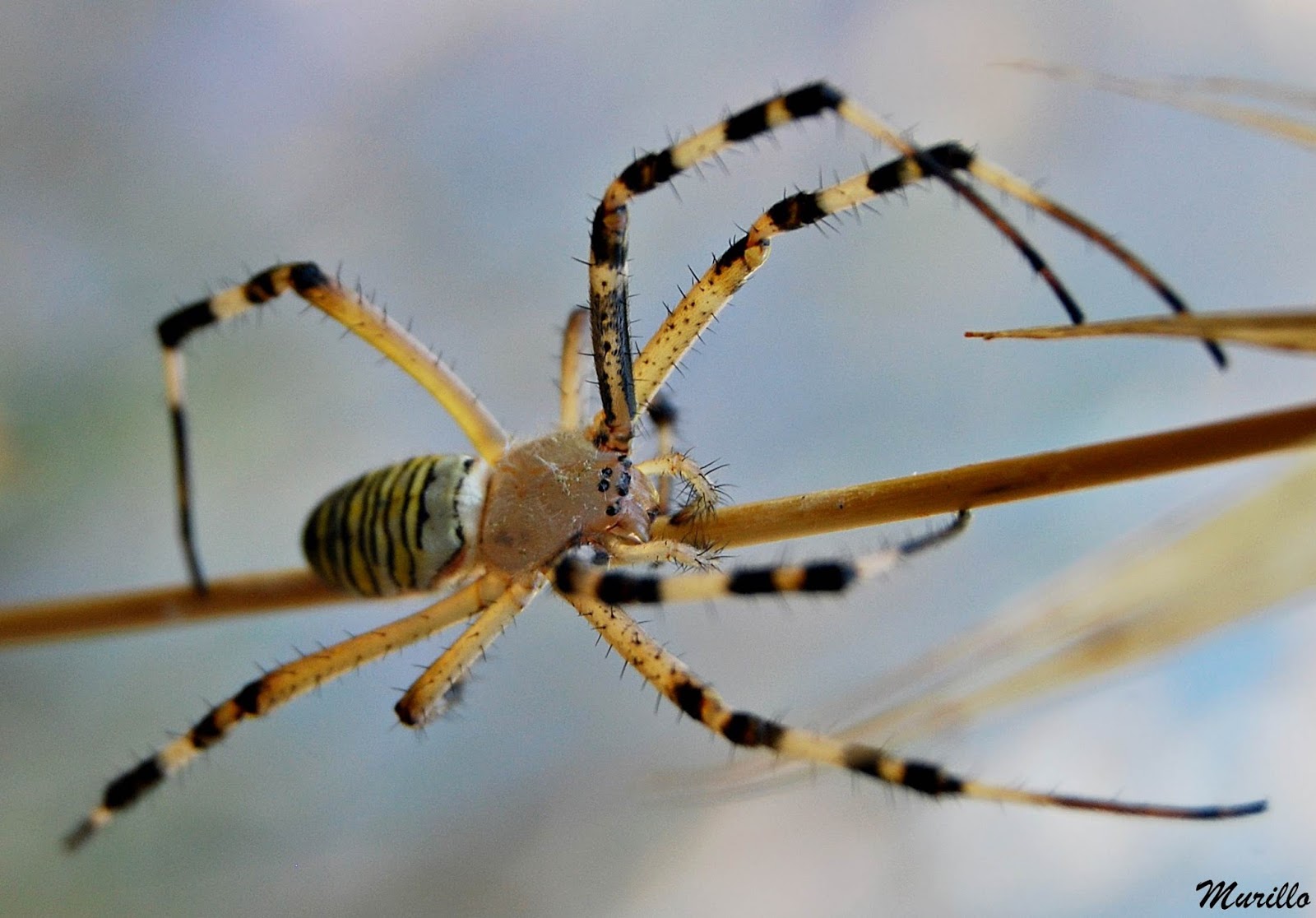 Las excursiones de Murillo "murillonature": Jovencita araña tigre