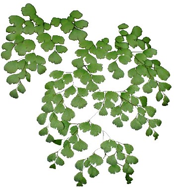 Avenca (Adiantum raddianum) Avenca (Adiantum raddianum)