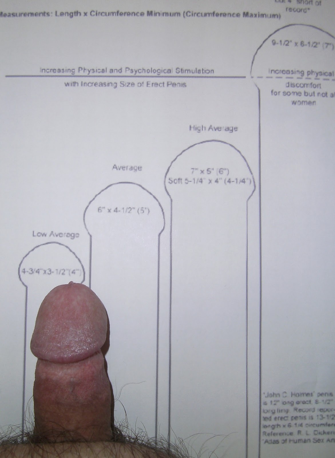 Penis average size erected by height — photo 9