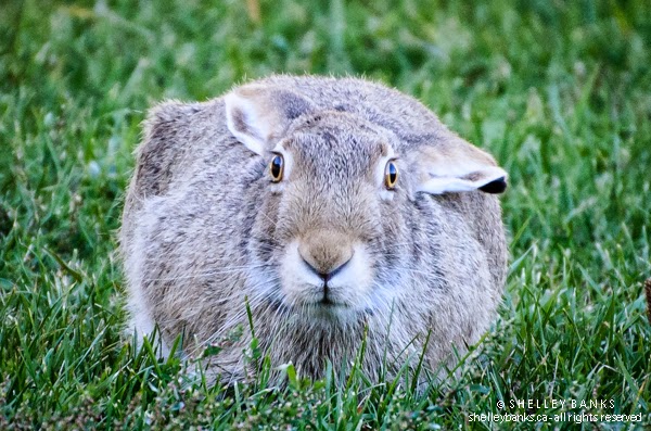 Prairie Nature: White-tailed Jackrabbits - Prairie Hares - Turn White