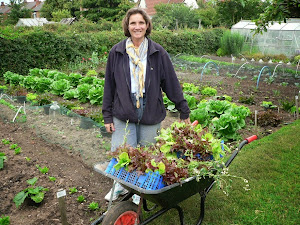 Lettuces galore