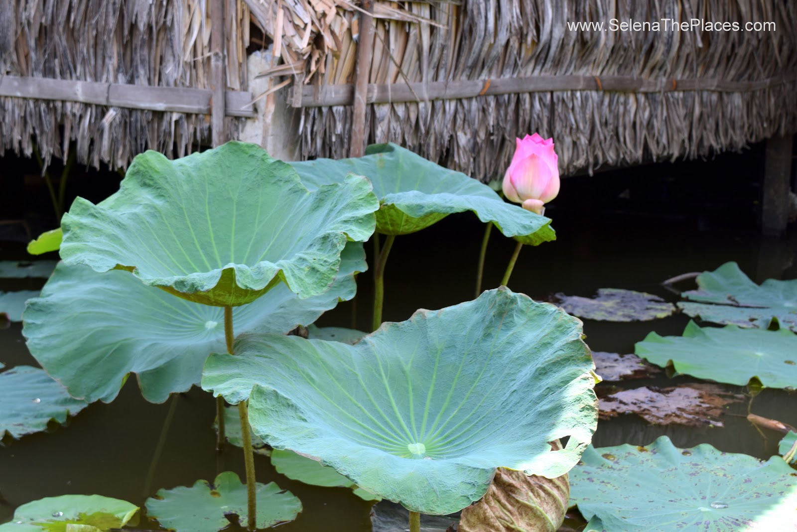 Bangkok Lotus Farm