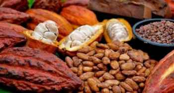 Indonesia Peringkat ke 3 Penghasil Coklat di Dunia