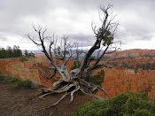 ein noch lebender Baum am Bryce Canyon