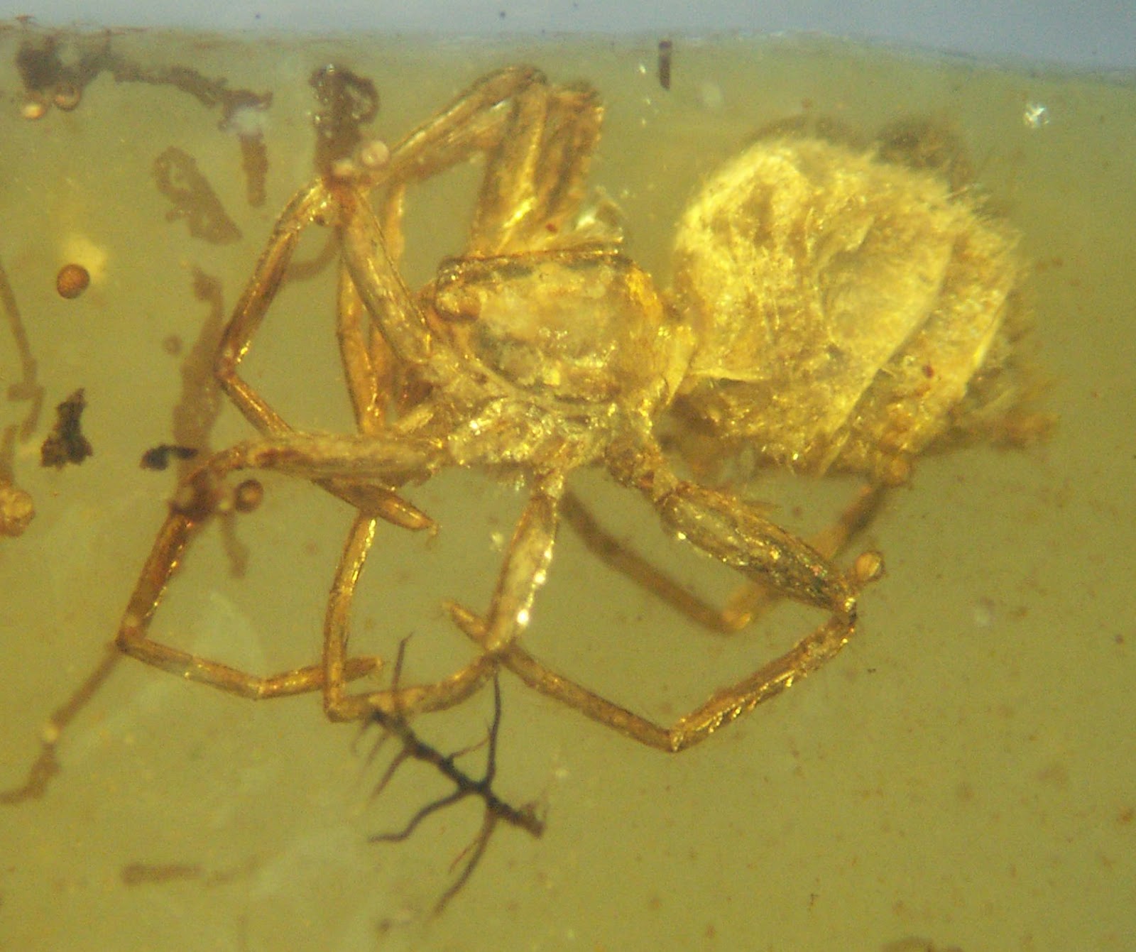scoperta ambra della perdita di peso scoperta ambra della perdita di peso