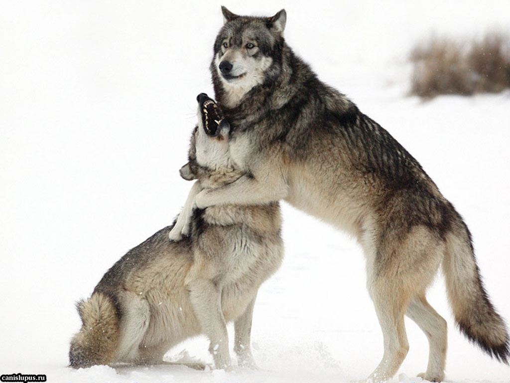 Обнимая волка. Волки обнимаются. Волк фото. Обнимашки волки. 2 Волка.
