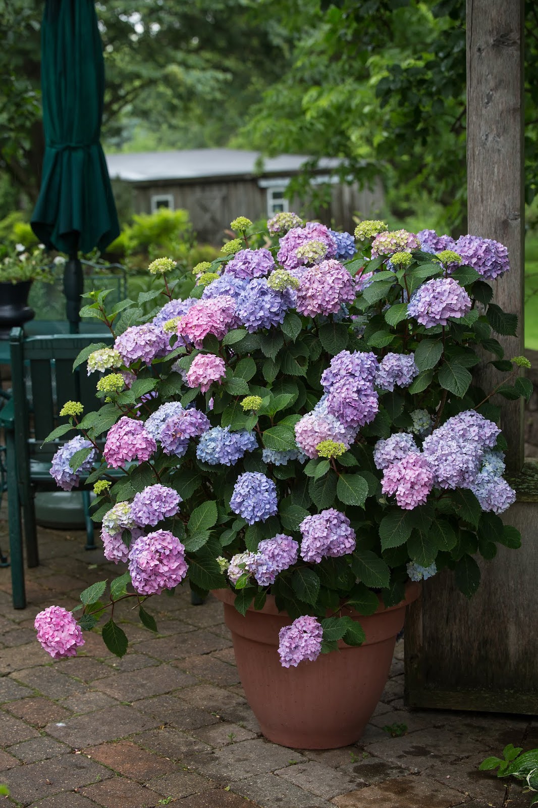 The Next Stage Women And Retirement The Hydrangeas Are Back