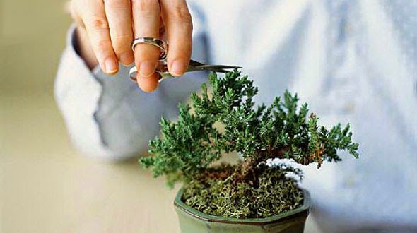 Bonsai trimming