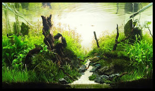 200 Referensi Desain Dan Model Aquascape Berdasarkan Tema https://www.faktapopuler.com/2018/12/200-referensi-desain-dan-model.html