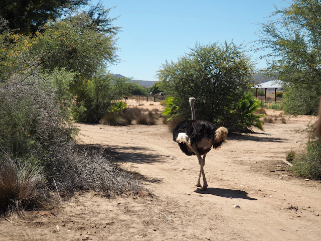 Safari Ostrich Farm, Oudtshoorn, South Africa
