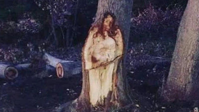 Jesus aparece em árvore Jesus aparece em árvore