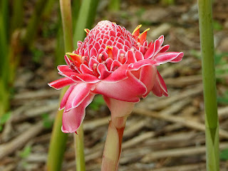 Etlingera elatior - Rose de porcelaine Etlingera elatior - Rose de porcelaine