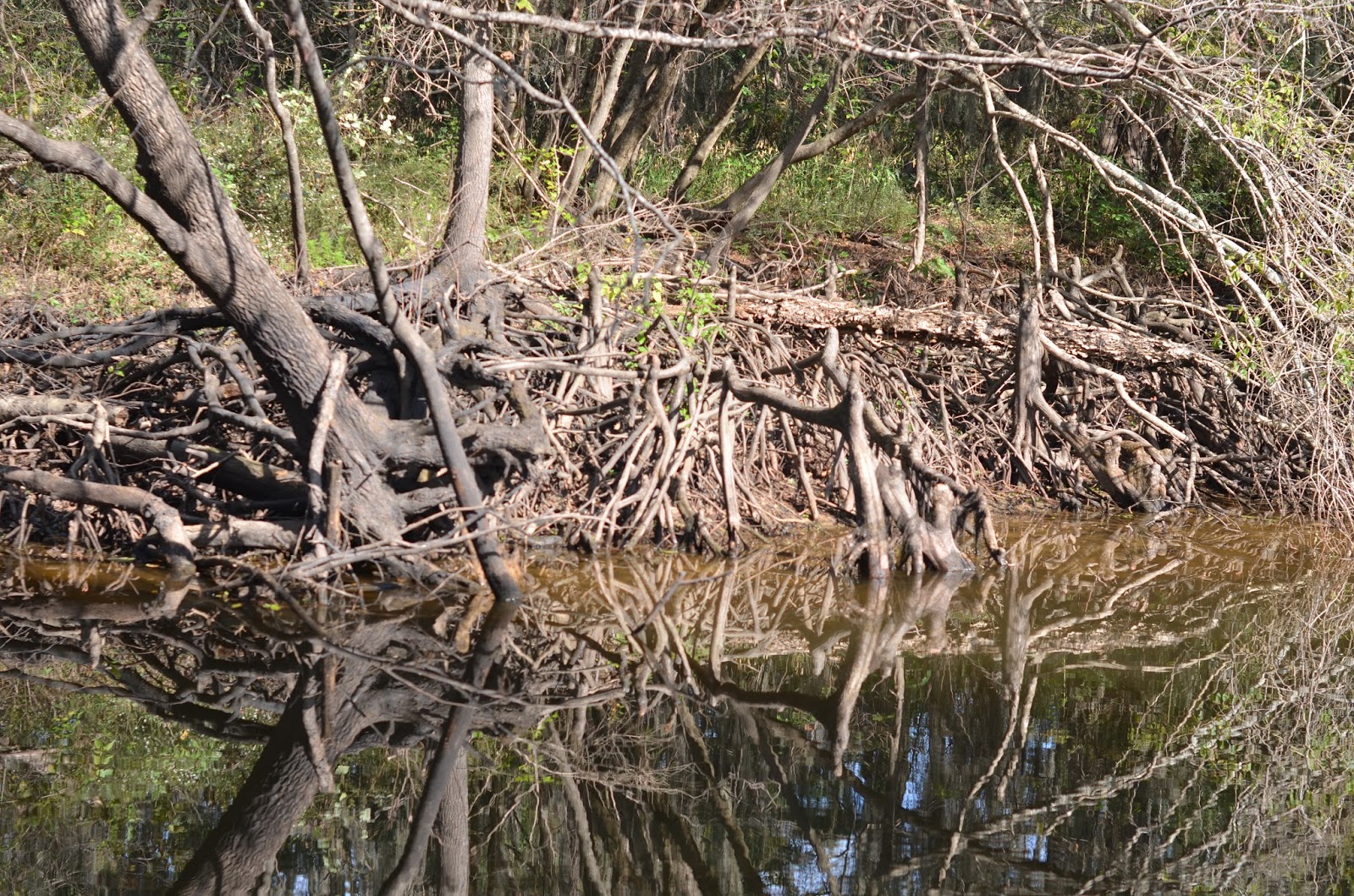 East Texas Swamp Tour Mommy's Treasures