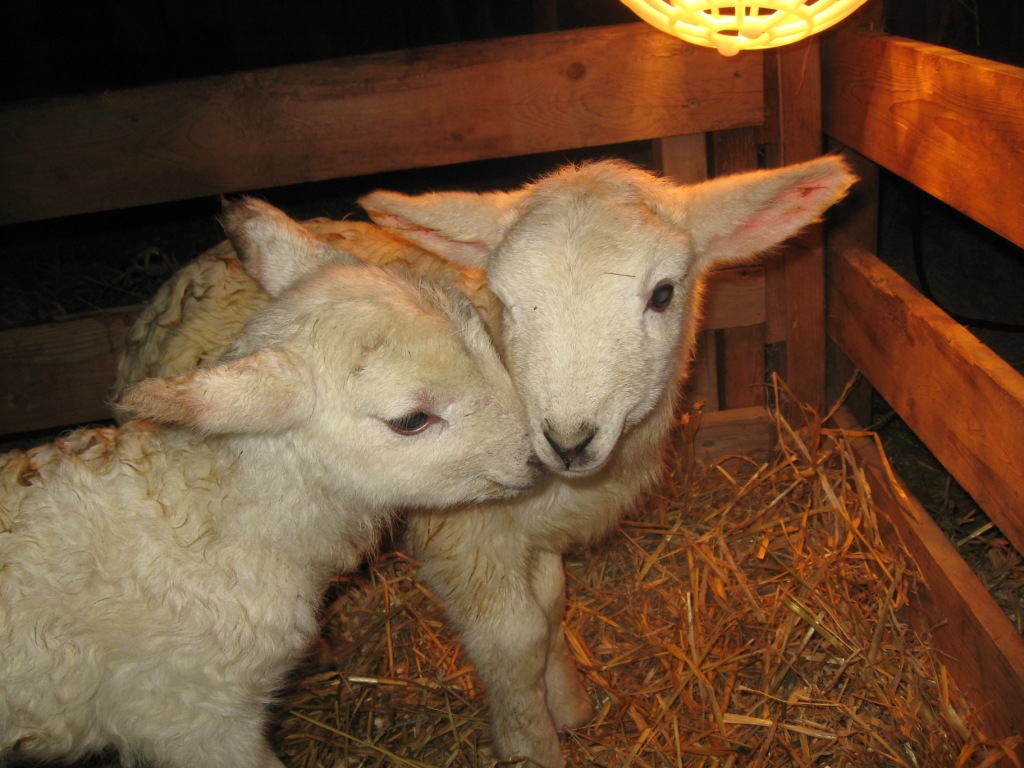AVERY s KATAHDIN SHEEP SPRING STORM PREGNANT EWES LAMBS