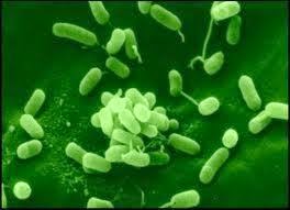 Gambar bakteri Pseudomonas Fluorescens