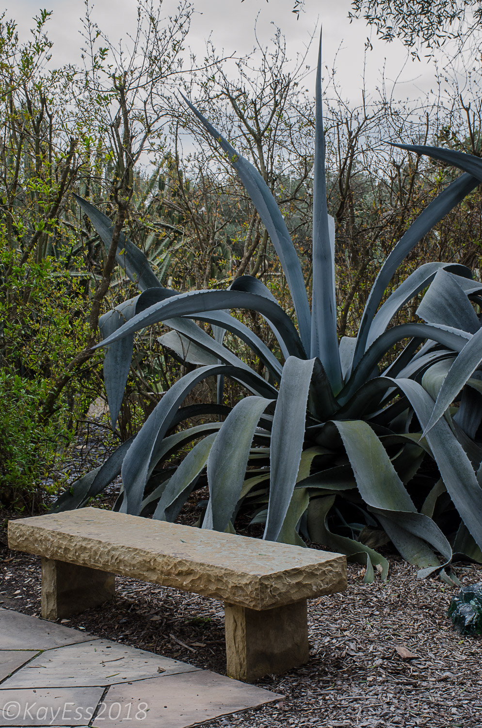 The Dunlap Cactus Collection at Lotusland