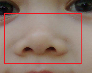 Gambar Hidung Manusia Dan Fungsinya Anggota Tubuh