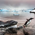 Foto de pinguim escapando de foca vence concurso de imagens de vida selvagem