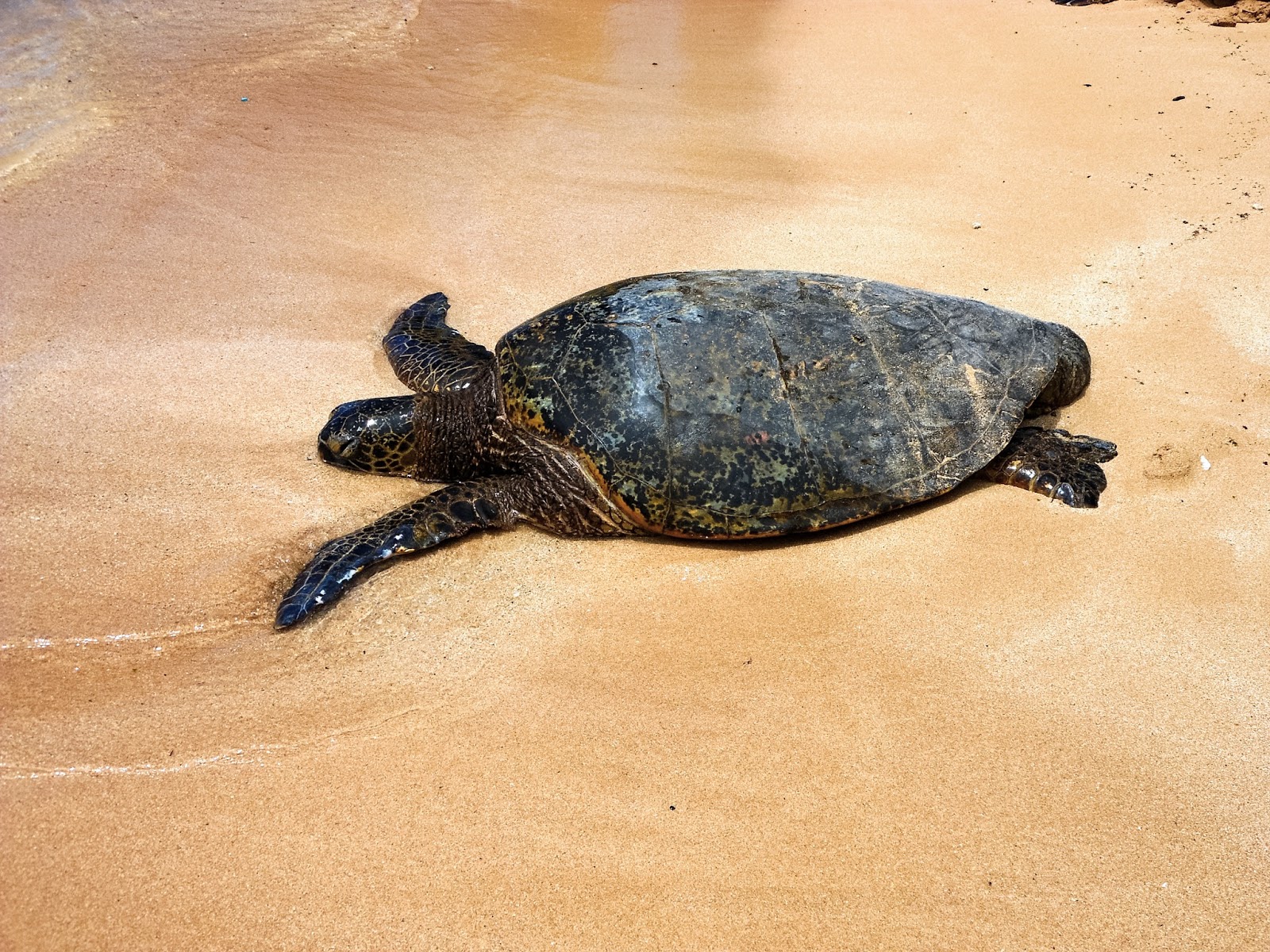 turtle beach