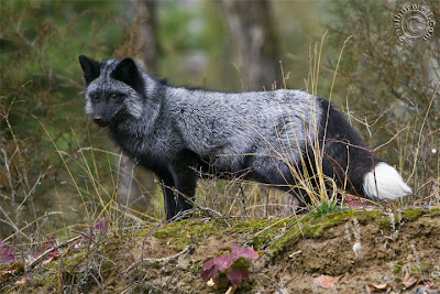 Just Another Static Heart: Animal Fun Fact: Silver Fox